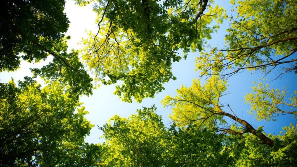 Tree Consulting Services throughout the Brazos Valley