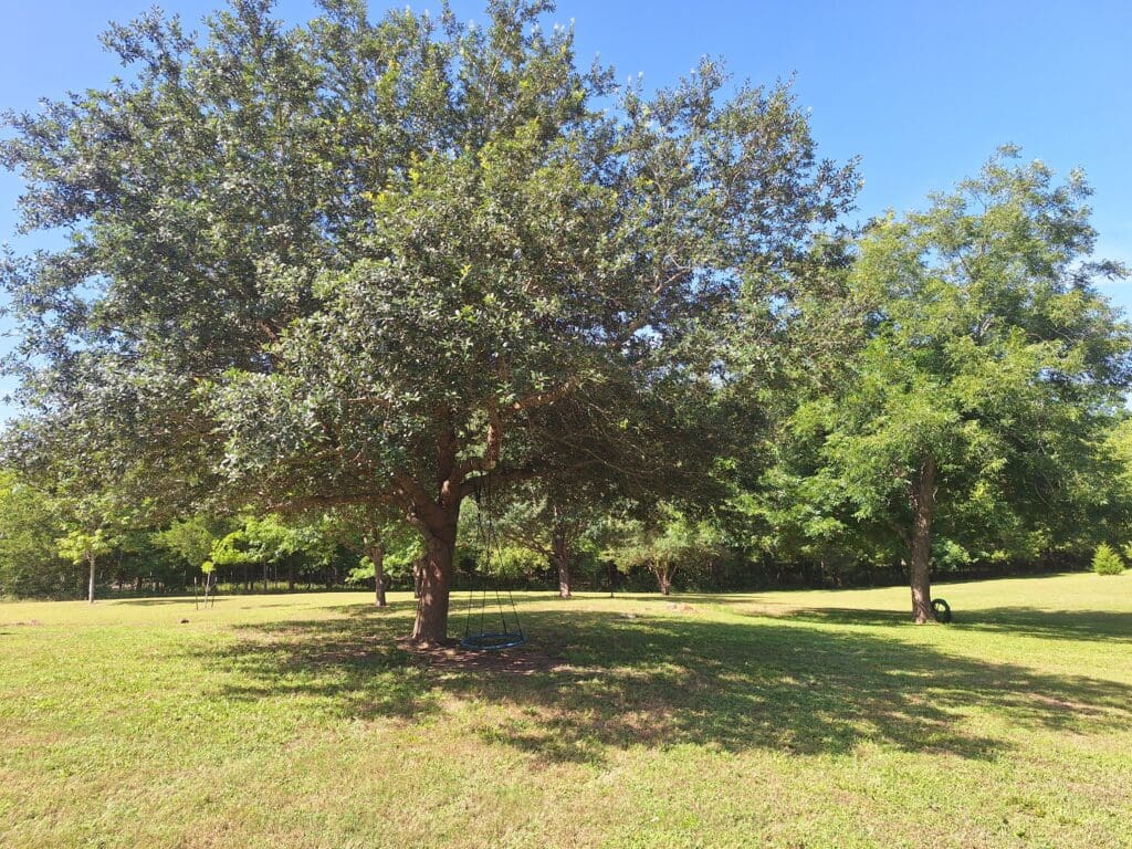 Arborist at Texas Tree Services consult through the Brazos Valley