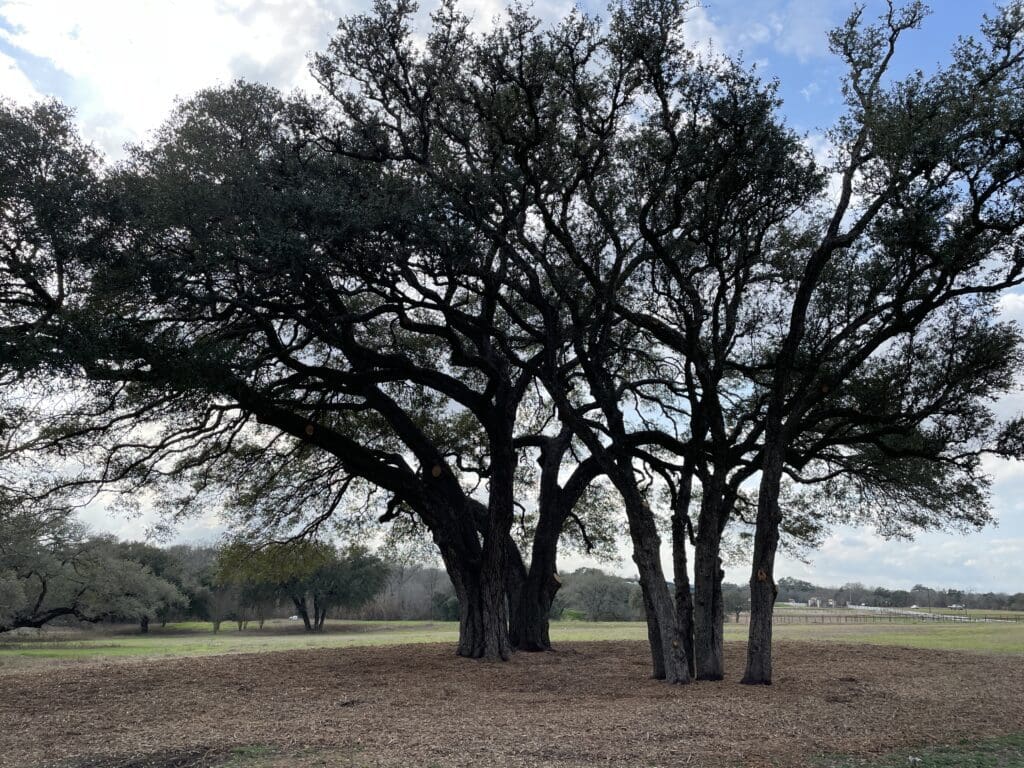 Tree doctors and arborist help ensure healthy tree care and vibrant tree canopies