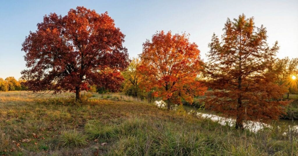Panoramic landscape in the Brazos Valley featuring a Shumard Oak with red leaves, a Chinese Pistache with orange foliage, and a Bald Cypress with rust-colored needles along a creek at sunset.