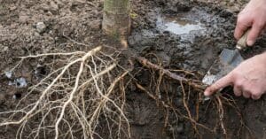 Close-up comparison of tree roots in heavy clay soil: healthy, white fibrous roots on the left versus dark, decaying roots infected with Phytophthora root rot on the right, being pointed at by a hand with a trowel.