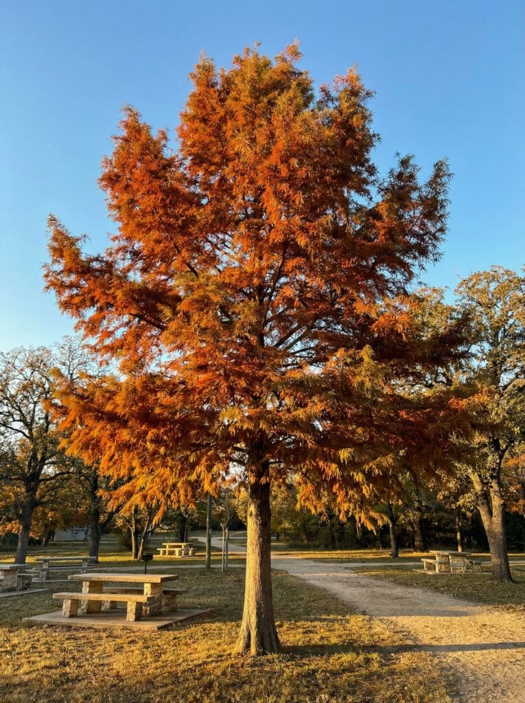 A tall, conical tree with feathery copper-orange fall foliage stands near stone picnic tables and a gravel path in a small-town park, with a clear blue sky and other trees in the background.