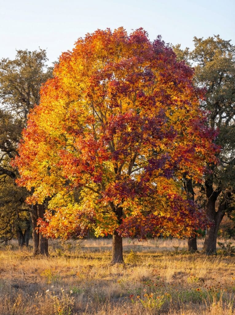 A large tree with a dense, rounded canopy of yellow, orange, red, and deep purple fall foliage stands in a dry grassy ranch field, surrounded by green-leaved oak trees and scattered wildflowers.