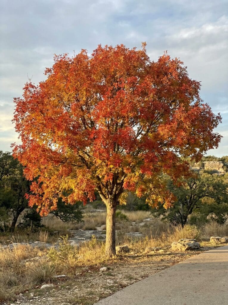 A tree with a dense, rounded canopy of orange, red, and gold fall foliage stands beside a paved path, with rocky terrain, dry grasses, and distant limestone bluffs under a partly cloudy sky.