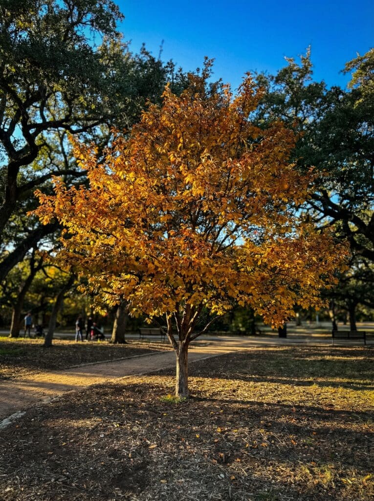 A small, single-trunked tree with golden-yellow and amber fall foliage stands on a mulched park lawn beside a crushed granite walking path, surrounded by larger live oak trees, with benches and pedestrians visible in the background