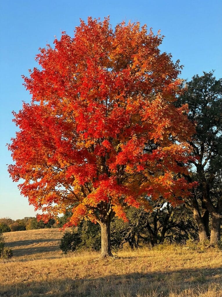 A tall tree with a dense canopy of bright red and orange fall foliage stands in a dry grassy field, next to a dark green live oak, with a tree line visible across rolling hills in the background under a clear blue sky.