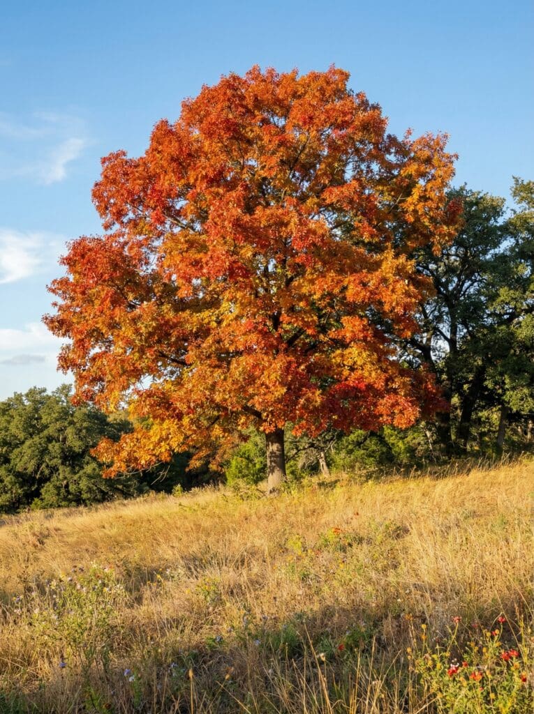 A large oak tree with vivid orange and red fall foliage stands on a golden grassy hillside, backed by dark green trees, with scattered wildflowers in the foreground under a clear blue sky.