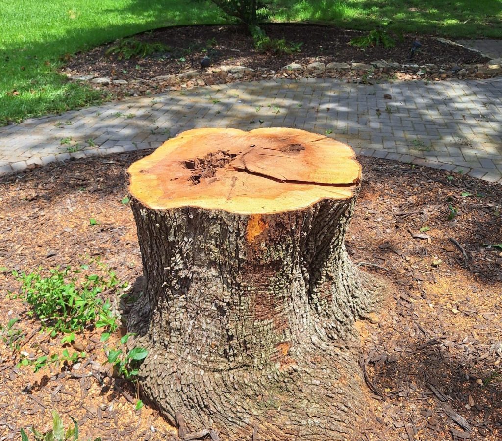 Owner clears a building site with Texas Tree Service stump grinding service