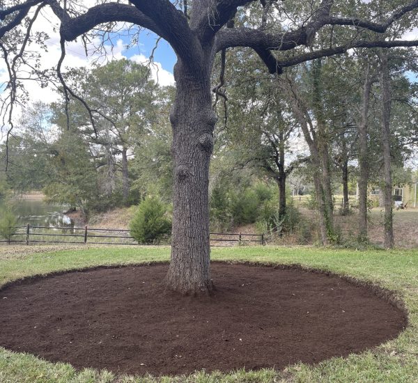 Organic tree mulch helps soil retain moisture and important nutrients